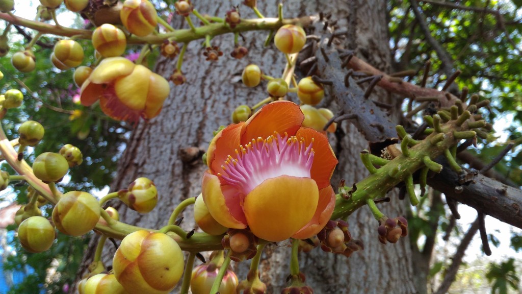 Couroupita guianensis @ Bangalore