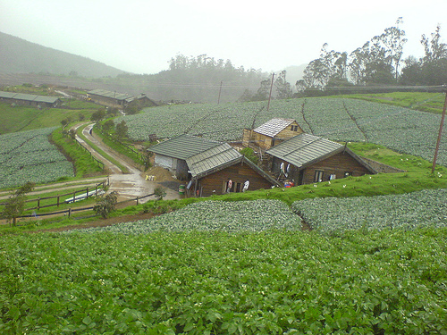 ooty.jpg
