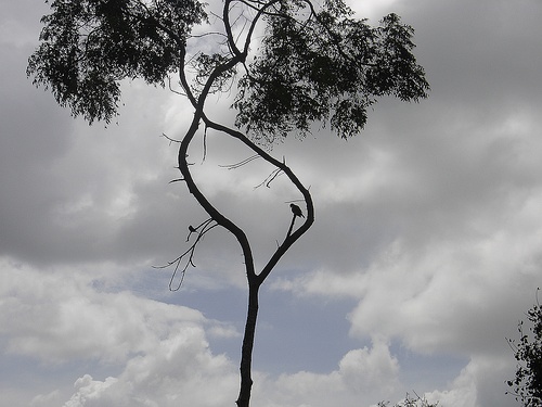 bird-on-tree.jpg