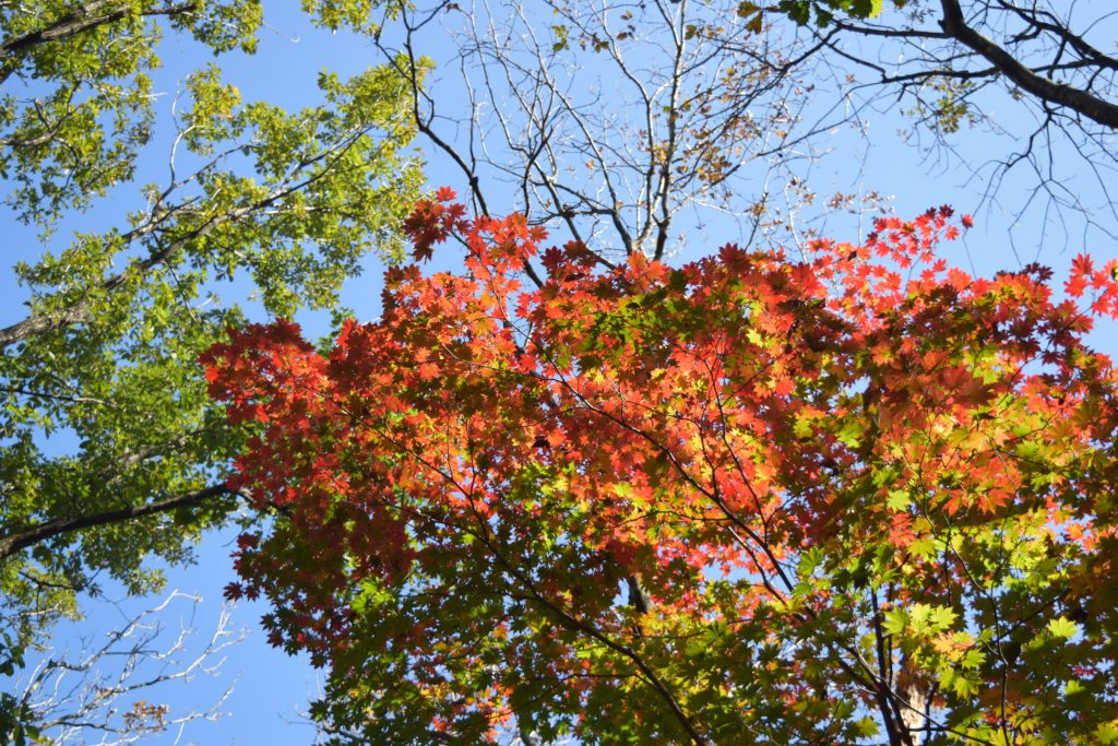 Fall colors look great with blue background