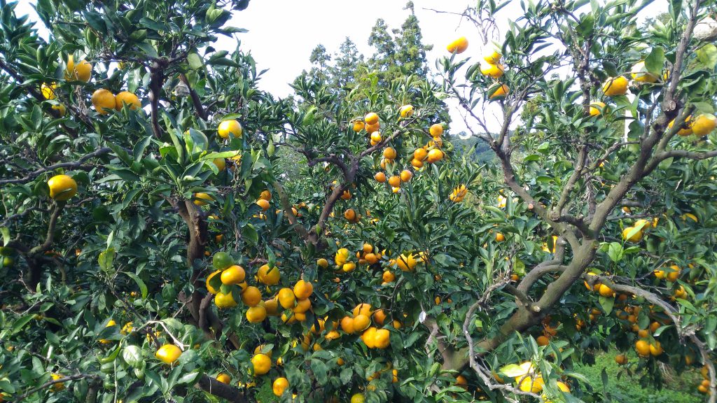 Orange orchard.