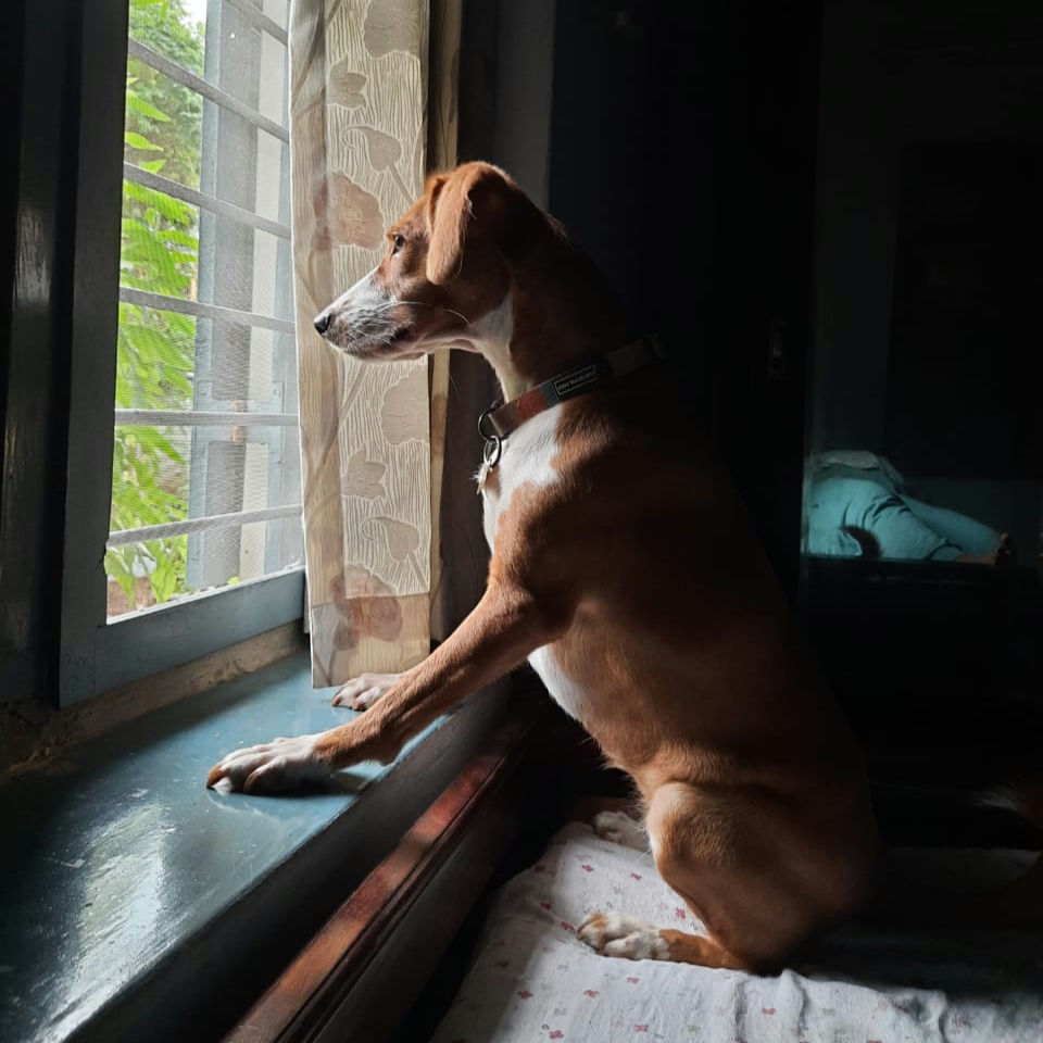Pathu's favorite pass time is to watch people.