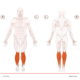 Embedding a workout muscle-map web component.