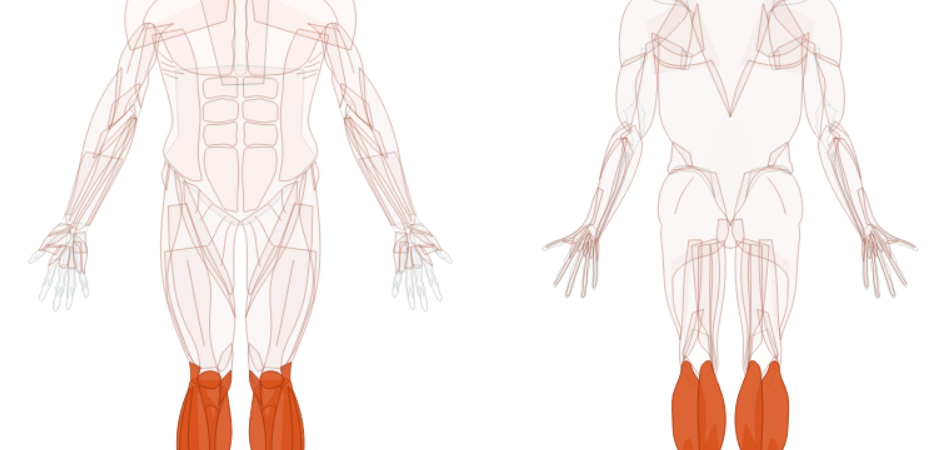 Embedding a workout muscle-map web component.