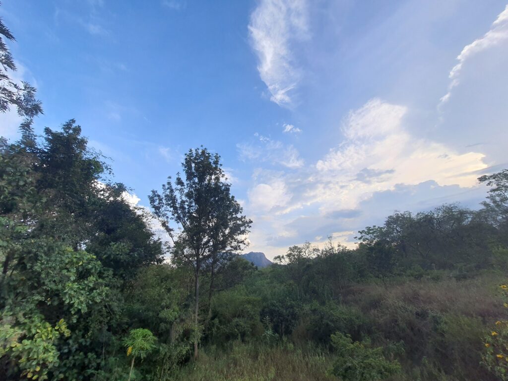 Bekkina Kaadu - Savandurga Hills in the background.