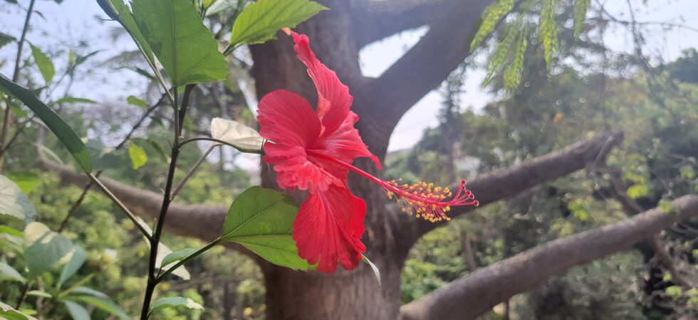 Dasavala/Hibiscus in our balcony garden.