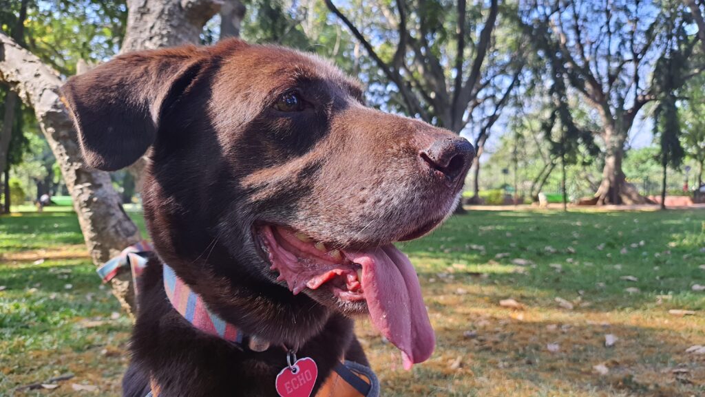 Echo At Cubbon Park