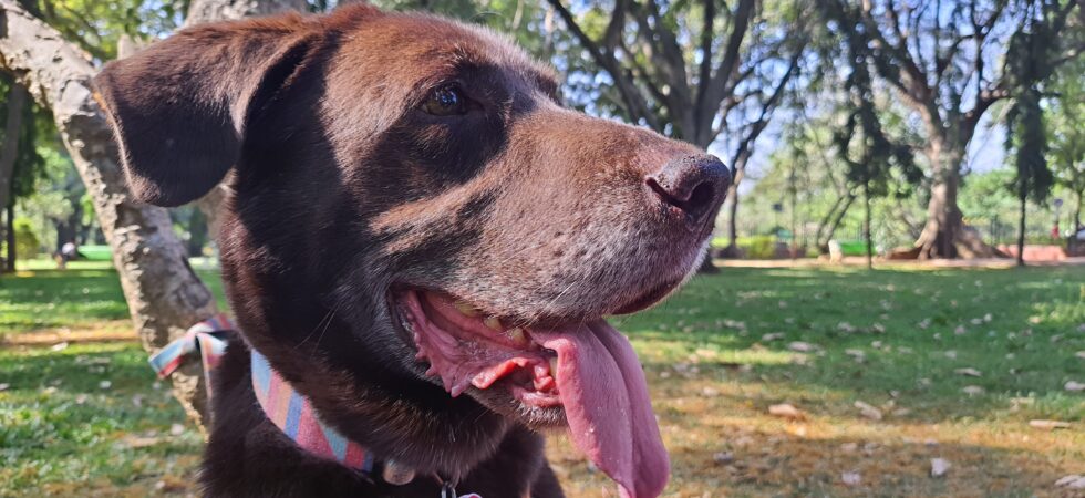 Echo At Cubbon Park