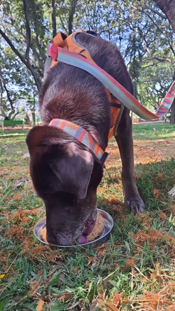 Echo happy eating cake