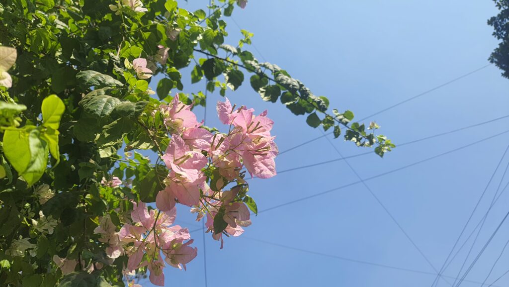 Image of flowering tree with blue sky background 