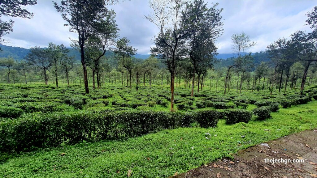 Valparai Tea Estates