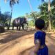 Uma wanted to pet an elephant