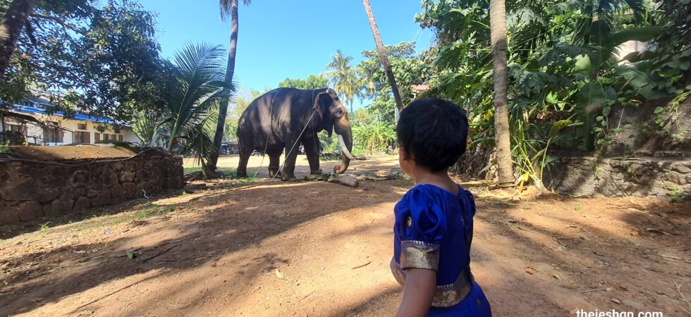 Uma wanted to pet an elephant