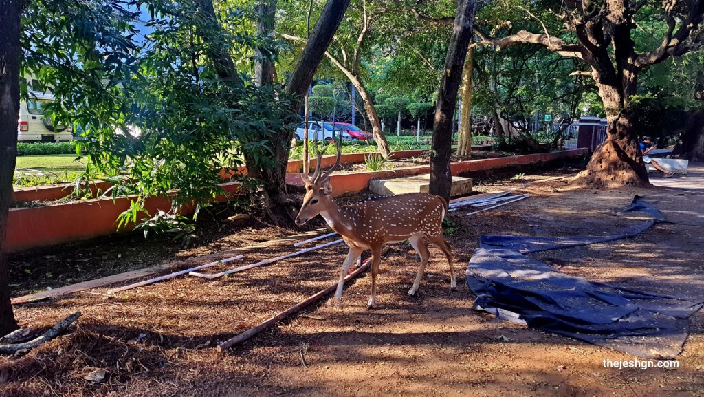 Campus Deer at IITM