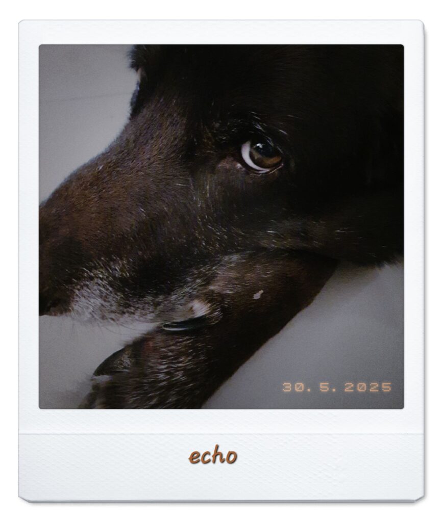 Echo