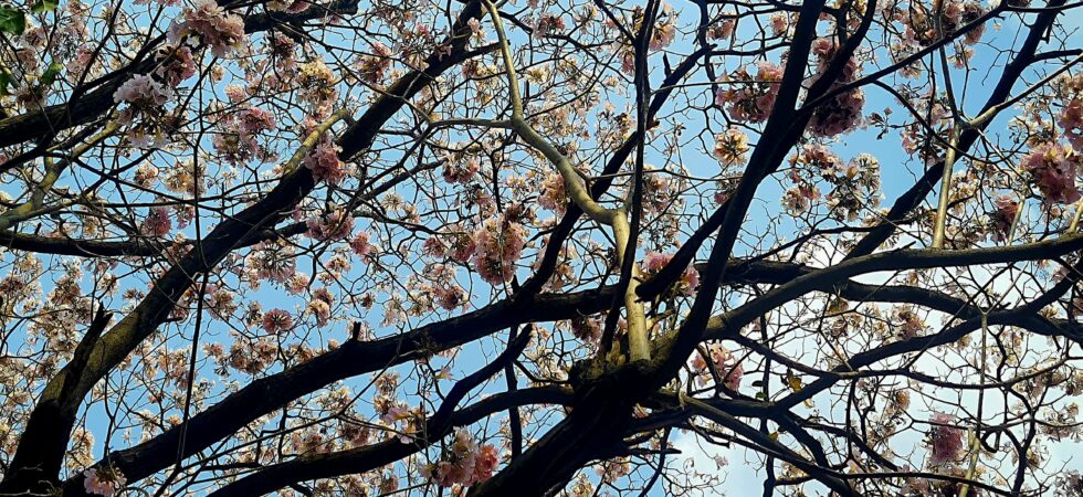 Summer Pink flowers of Bengakuru.