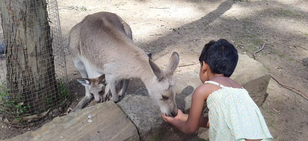Uma feeding a Kangaroo