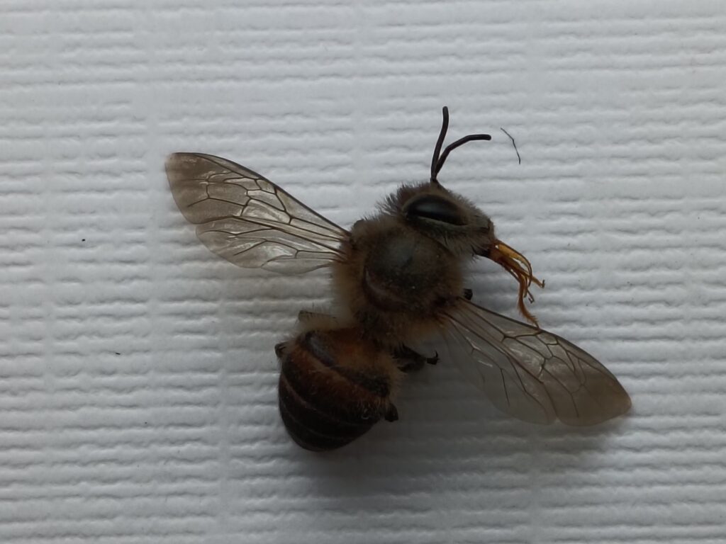Indian Honey Bee Dorsal View