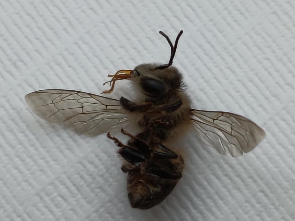 Indian Honey Bee Ventral View