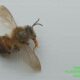 Indian Honey Bee Dorsal View