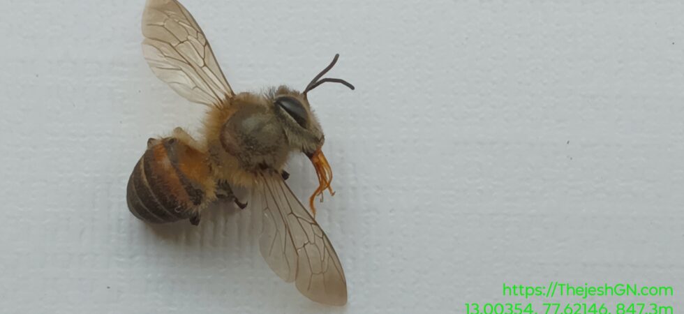 Indian Honey Bee Dorsal View