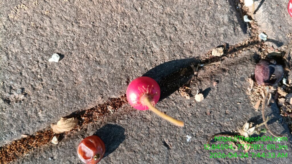 When we were in SFS School, our campus had lots of trees of this fruit. We used call it gasagase hannu. We used to love it. APU has some and they are full of fruit now. I had a few today. I still love it.
