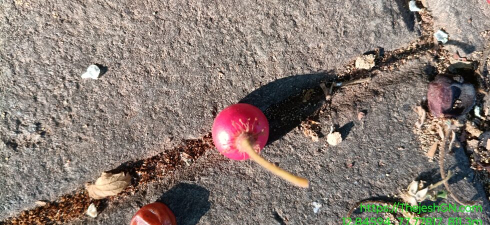 When we were in SFS School, our campus had lots of trees of this fruit. We used call it gasagase hannu. We used to love it. APU has some and they are full of fruit now. I had a few today. I still love it.