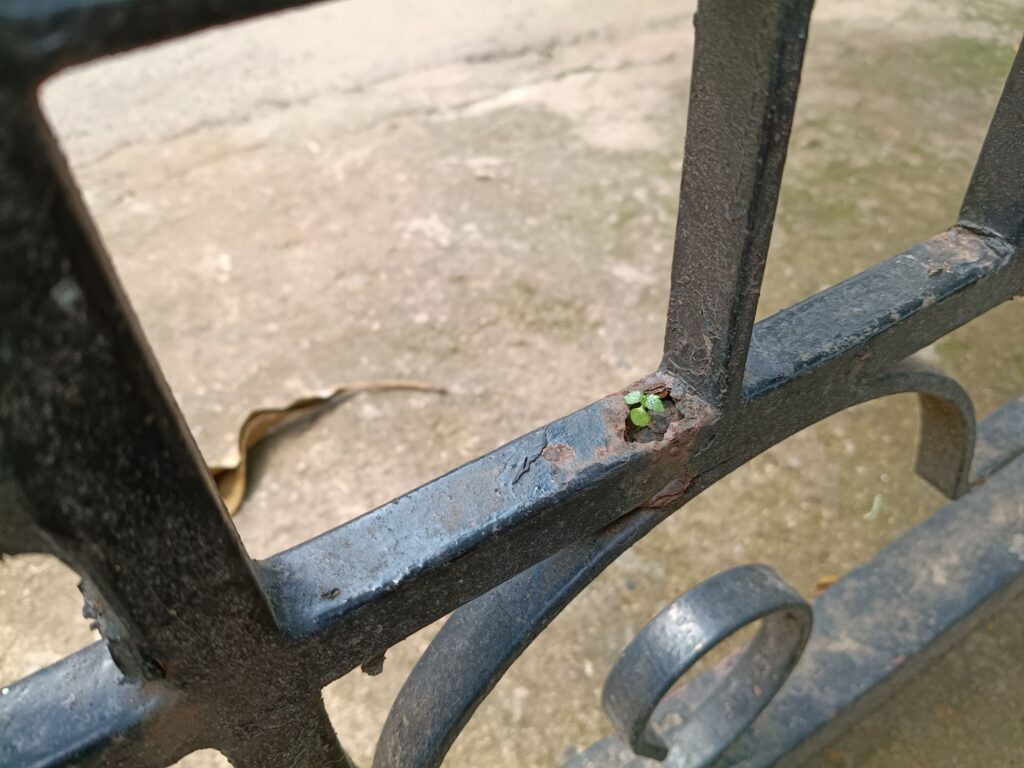 Life finds its way.