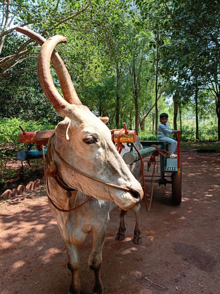 Bullock cart ride
